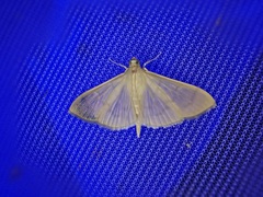 Margaroniini