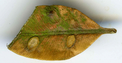 Monarthropalpus flavus