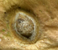 Monarthropalpus flavus