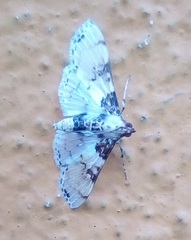 Azochis rufidiscalis