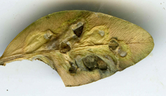 Monarthropalpus flavus