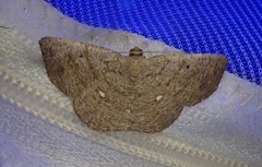 Parilexia cermala