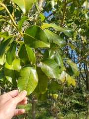 Cheirodendron trigynum