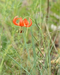 Lilium pumilum