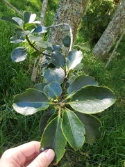Ilex anomala