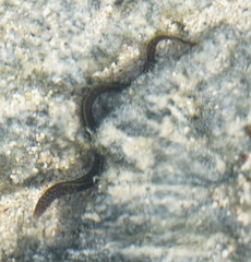 Gymnothorax pictus