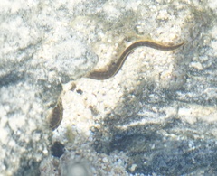 Gymnothorax pictus
