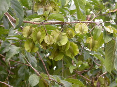 Combretum zeyheri