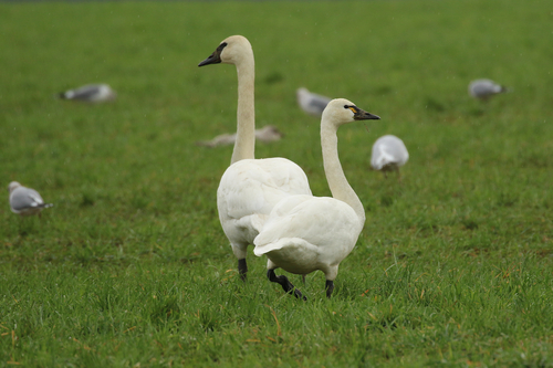 Trumpeter Swan