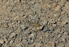 Austrogomphus guerini