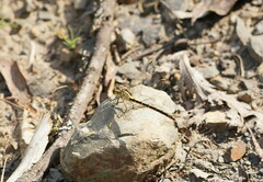 Austrogomphus guerini
