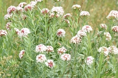 Stellera chamaejasme