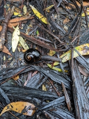 Victaphanta compacta