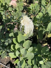 Capparis sandwichiana