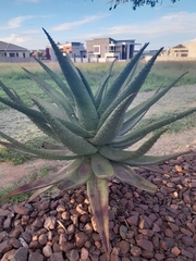 Aloe marlothii marlothii