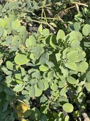 Capparis sandwichiana