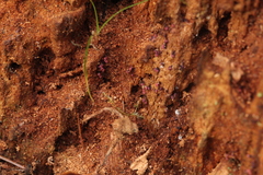 Cribraria purpurea