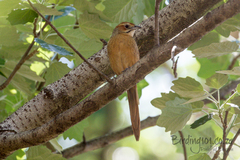 Sphenoeacus afer natalensis