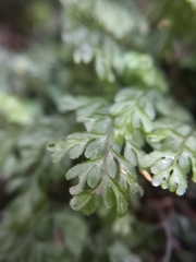 Hymenophyllum cupressiforme