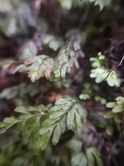 Hymenophyllum cupressiforme