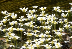 Ranunculus aquatilis