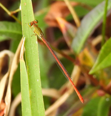 Ceriagrion aeruginosum