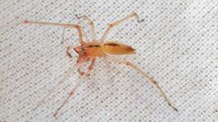 Cheiracanthium gracile