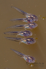 Phrynomantis annectens