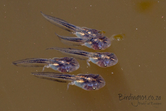 Phrynomantis annectens