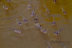 Phrynomantis annectens