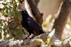 Onychognathus nabouroup