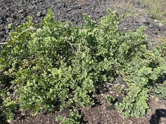 Capparis sandwichiana