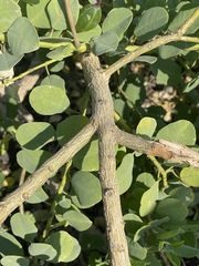 Capparis sandwichiana