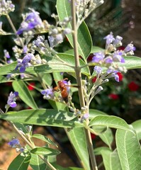Rhynchium oculatum
