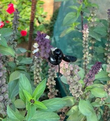 Xylocopa sulcatipes