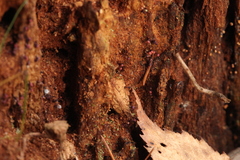 Cribraria purpurea
