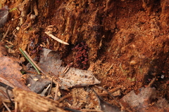 Cribraria purpurea