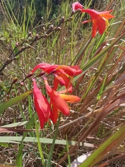 Crocosmia