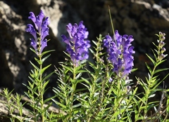 Scutellaria baicalensis