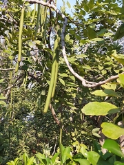 Cassia leptophylla