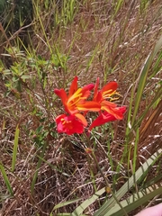 Crocosmia