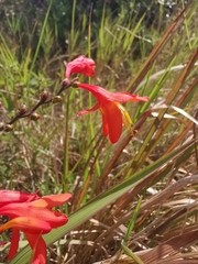Crocosmia