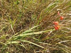 Crocosmia