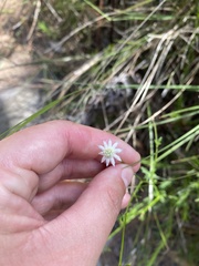 Actinotus minor