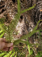 Sticherus owhyhensis