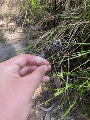 Actinotus minor