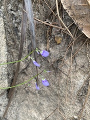 Violaceae