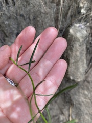 Violaceae