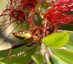 Rhynchium oculatum