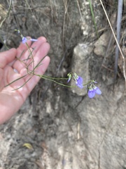 Violaceae